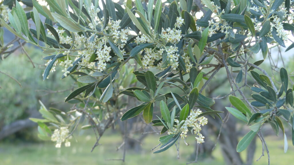 Primavera al olivar