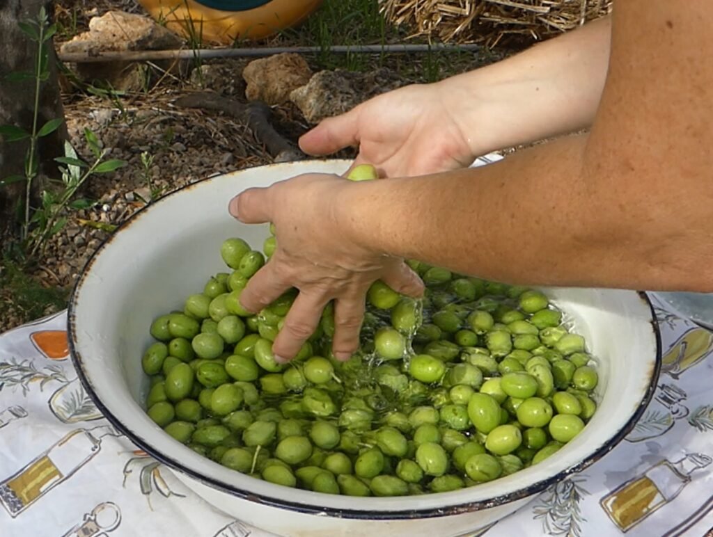 lavando-las-aceitunas-con-agua Manos lavando aceitunas verdes recién cosechadas en agua, en nuestro olivar en España