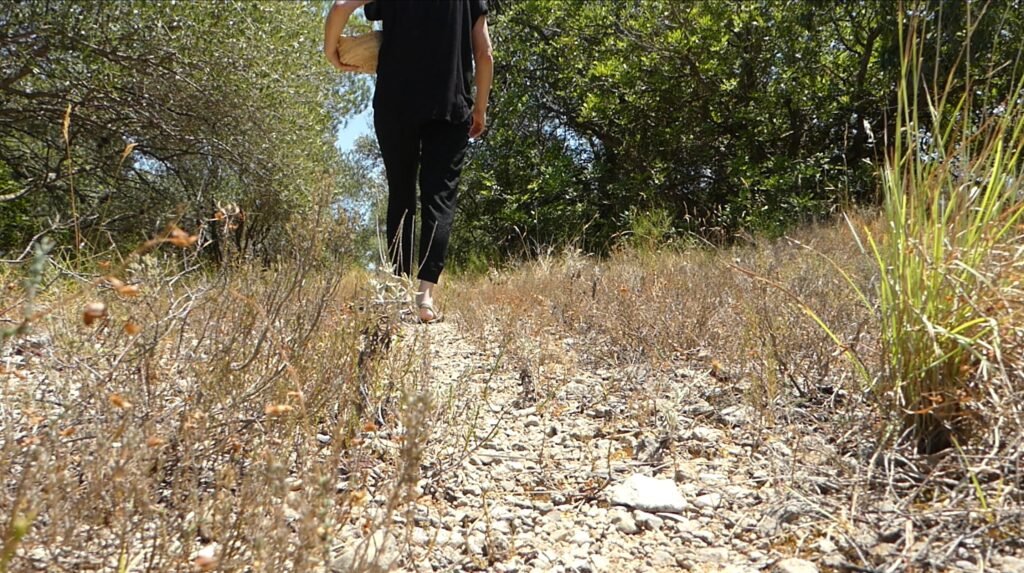 Un sendero envejecido entre olivos