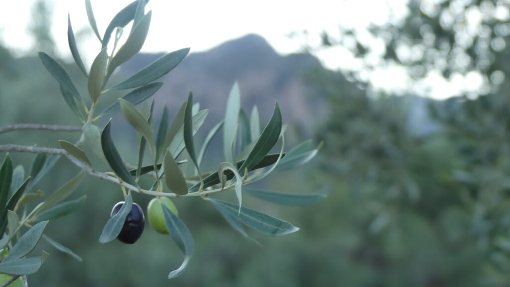 Rama de olivo con olivas y montaña al fondo, símbolo del Reino de Dios que crece silenciosamente dentro del corazón