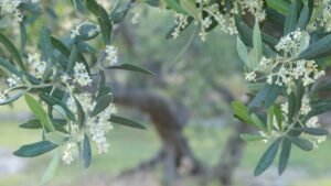 Flor de olivo, símbolo de crecimiento y transformación