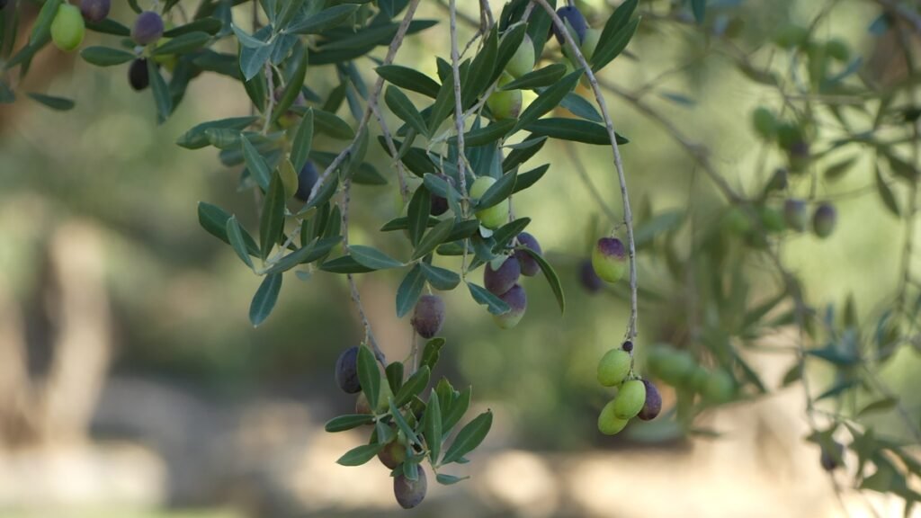 Un olivar al amanecer, envuelto en silencio y luz suave, símbolo de la oración interior guiada por el Espíritu