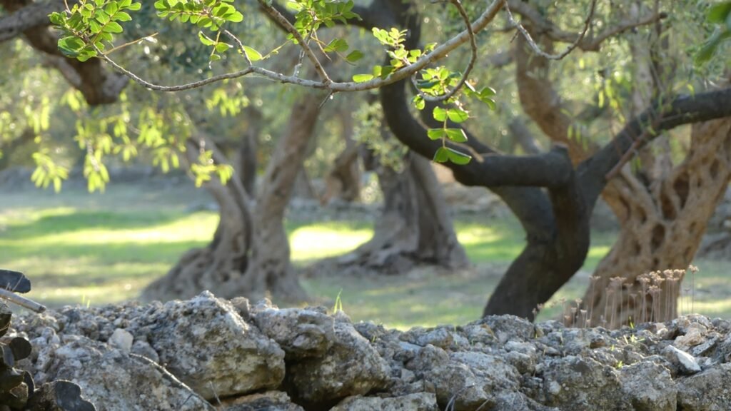 Vista serena de un olivar iluminado por la mañana, símbolo de unidad y raíces compartidas en la fe