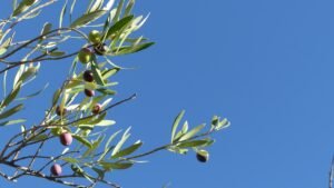 Ramas de olivo alcanzando el sol, símbolo de esperanza y renovación