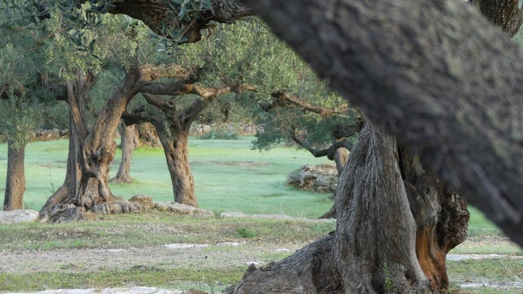 Un olivar al amanecer, con ramas extendidas bajo una luz dorada, símbolo del amor de Dios que abraza y sostiene.