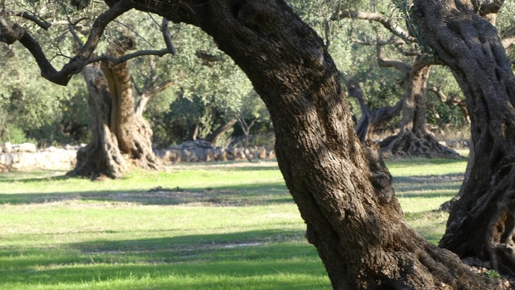 Un olivar bañado por la luz del amanecer, símbolo del amor que se mueve sin demora cuando ve la necesidad