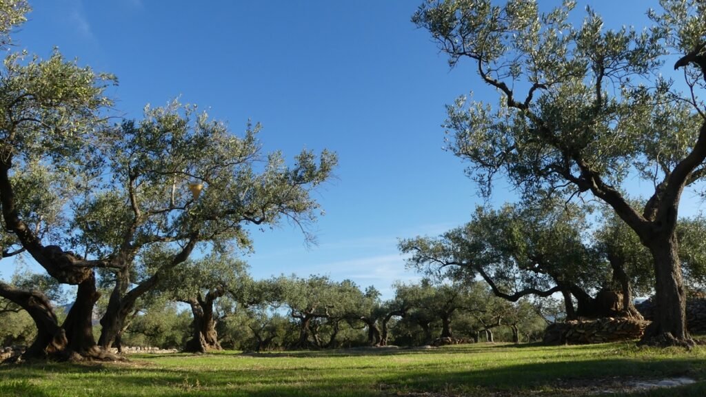 Un olivar tranquilo al atardecer, con luz dorada filtrándose entre los árboles, símbolo del amor que permanece más allá del tiempo
