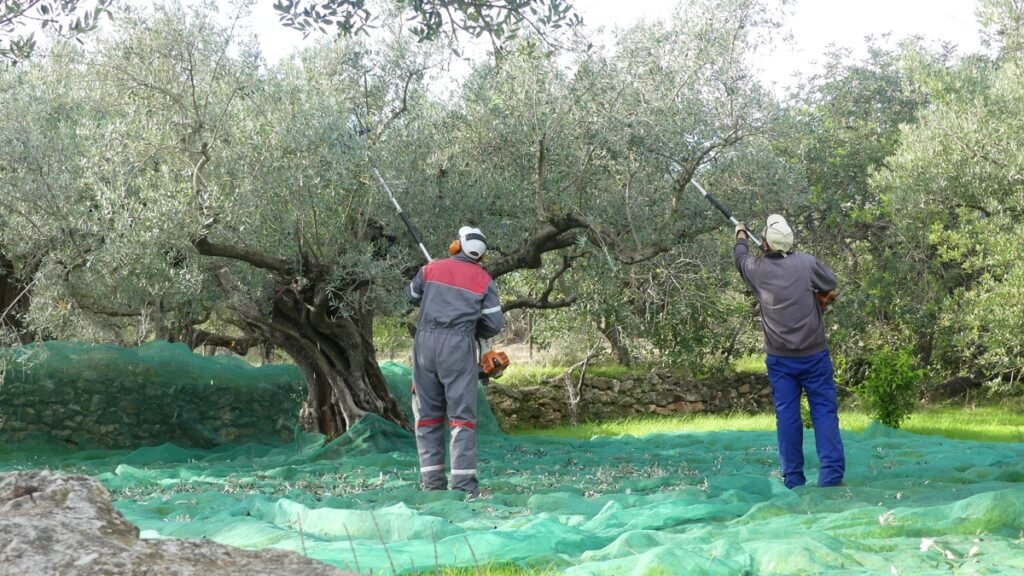 Dos hombres cosechando un olivo, retirando ramas y hojas, simbolizando cómo limpiar lo que sobra abre espacio para la claridad.