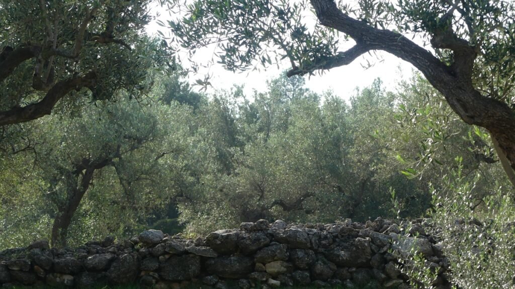 Olivo con ramas amplias y firmes extendiéndose bajo la suave luz del sol, simbolizando una fe arraigada que actúa con confianza.