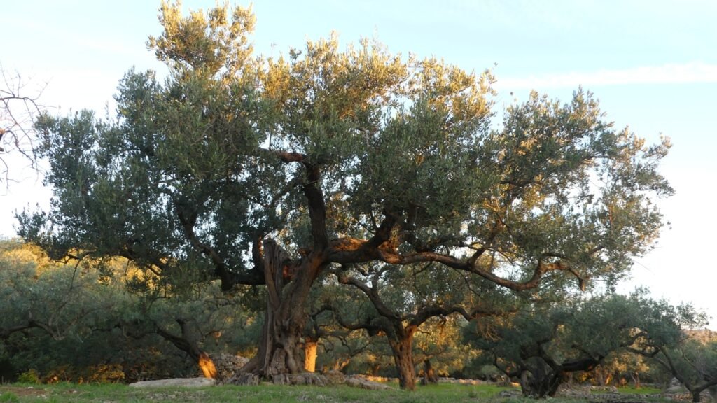 Olivo grande y firme iluminado por la luz dorada del amanecer, simbolizando la estabilidad de Dios en medio del caos.