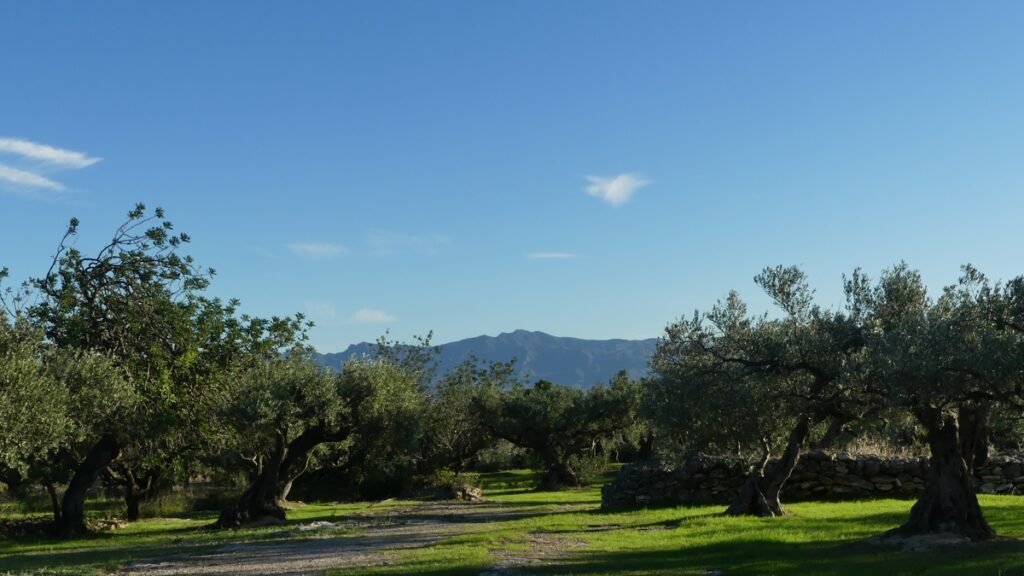 Panorama del olivar bajo la luz suave del amanecer, con un pico de montaña al fondo, simbolizando la claridad y la fortaleza que crecen cuando permaneces fiel a tu camino.