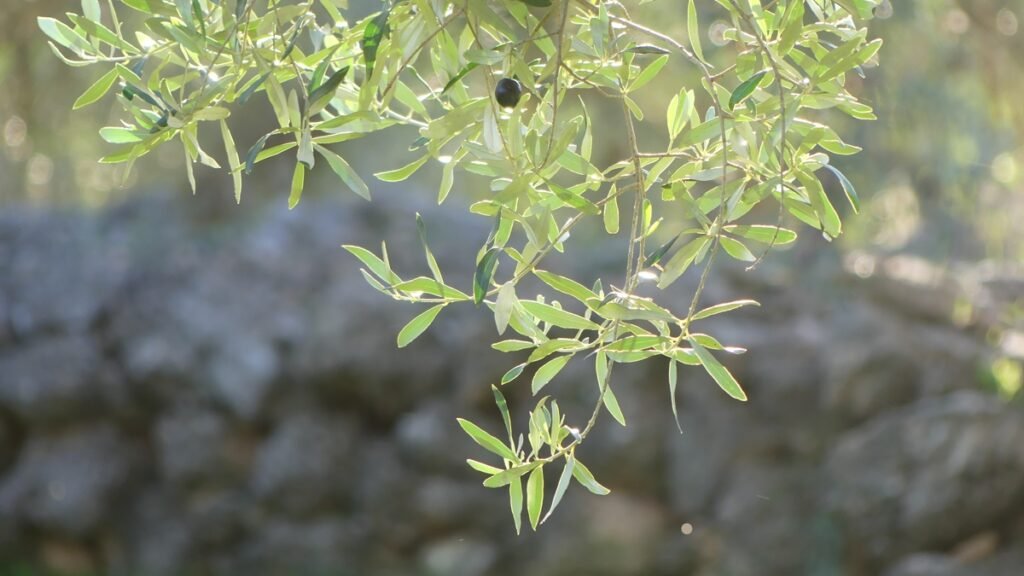 Primer plano de hojas de olivo iluminadas por el sol de la mañana, representando la presencia silenciosa de Dios en medio del ruido de la vida