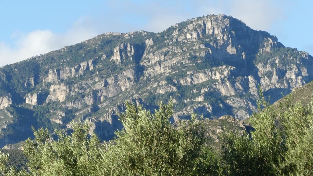 Ramas del olivar movidas por una brisa suave bajo la luz de la mañana, simbolizando fe firme en medio de tiempos inestables.