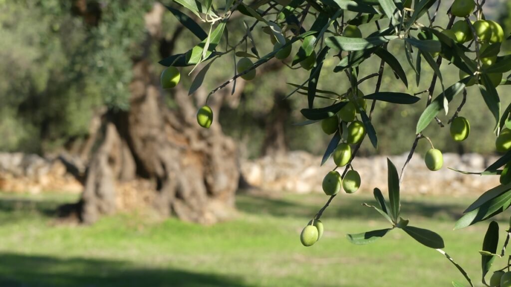 Rama de olivo con aceitunas en primer plano y un olivo centenario iluminado por la luz del sol en el fondo, simbolizando una fe firme y arraigada.