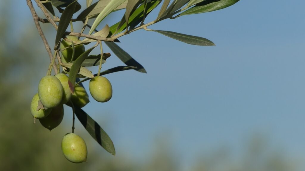 Rama de olivo con aceitunas verdes iluminadas suavemente, simbolizando esperanza y estabilidad en medio de los cambios de la vida.