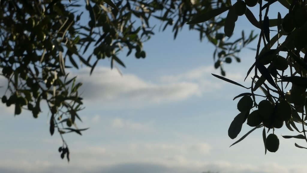 Rama de olivo enmarcando el cielo azul, simbolizando esperanza y nueva perspectiva.