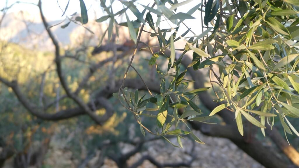 Rama de olivo frente a un amanecer dorado sobre la montaña, recordando que Dios ilumina lo que el miedo intenta ocultar.