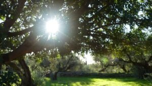 Rayos de sol atravesando las ramas del olivar, símbolo de gratitud y presencia