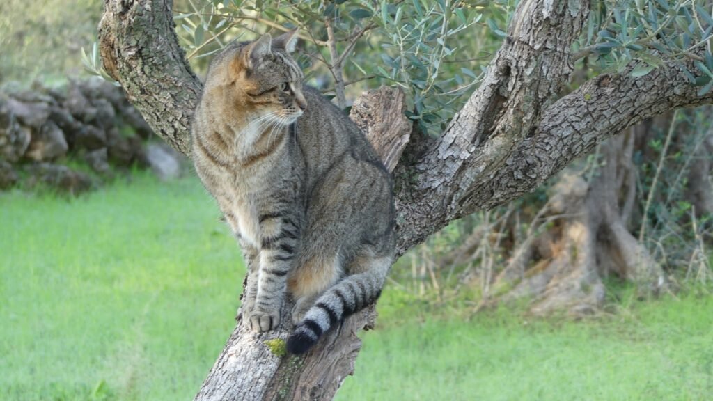 Gato casi oculto entre las ramas de un olivo, visible solo al mirar con calma, como la paz de Dios que a veces pasa desapercibida.
