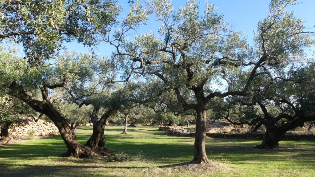Un olivar iluminado por la luz de la mañana, símbolo de la sencillez y constancia del amor que refleja la santidad