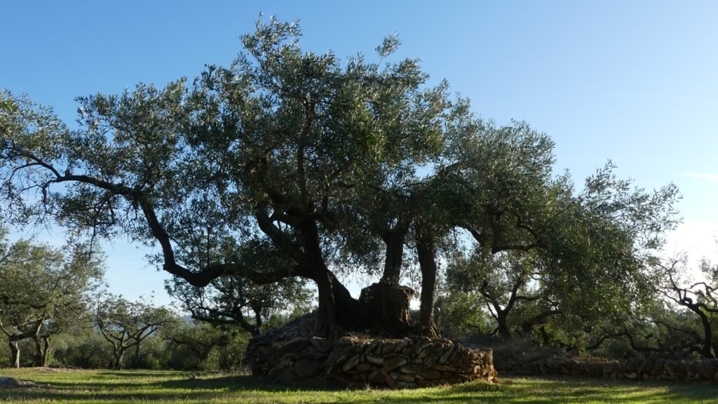 Un olivo centenario, simbolizando esperanza y confianza en Dios.