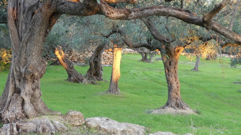 Un rayo de sol resalta un olivo, simbolizando a Dios revelando la verdad.