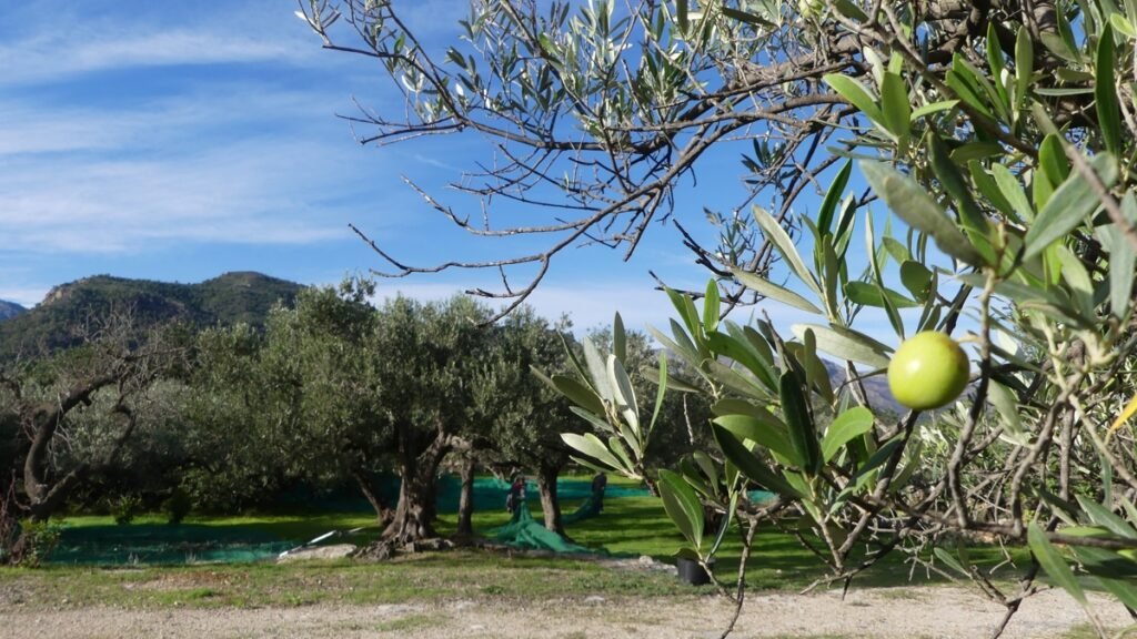 Una sola aceituna colgando de una rama, iluminada por el sol, con el olivar y las montañas de fondo, simbolizando cómo Dios ve con ternura incluso lo más pequeño y sincero de tu corazón.