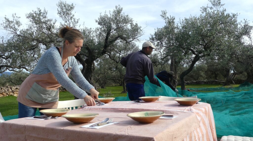 cosecha de las aceitunas y comida en el olivar entre los olivos
