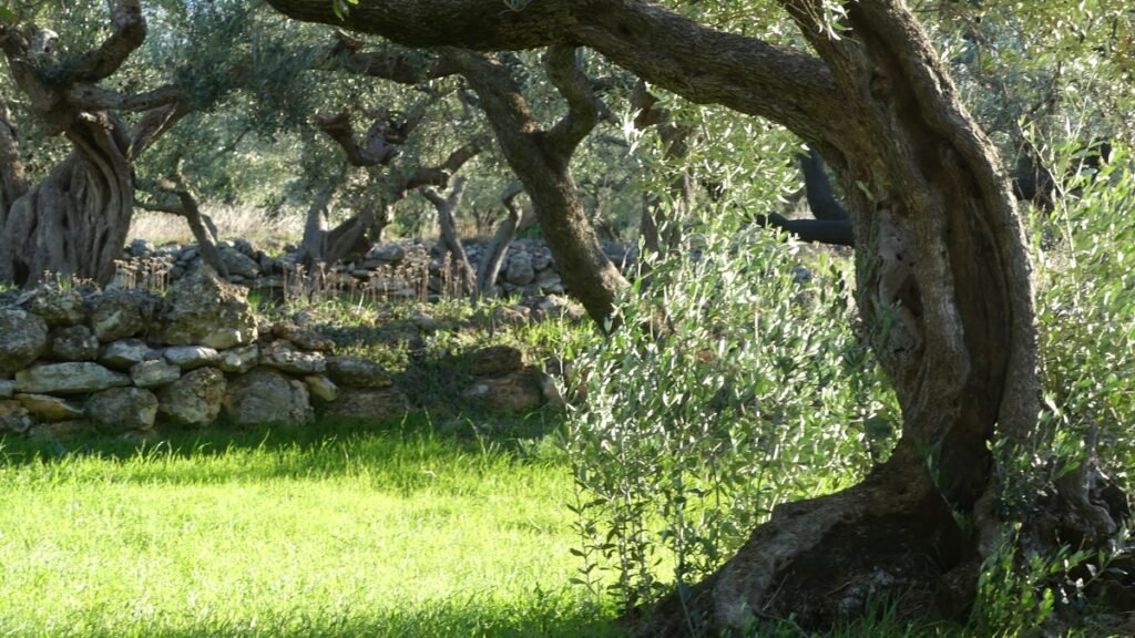 A peaceful view into the olive grove, with a large olive tree on one side of the image and sunlight filtering through the branches, evoking a sense of stability and calm among what feels unstable.