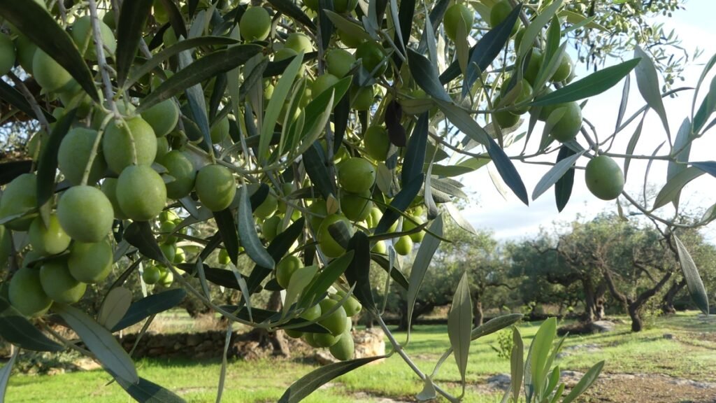 Una rama de olivo cargada de aceitunas, simbolizando llevar más peso del que puedes sostener.