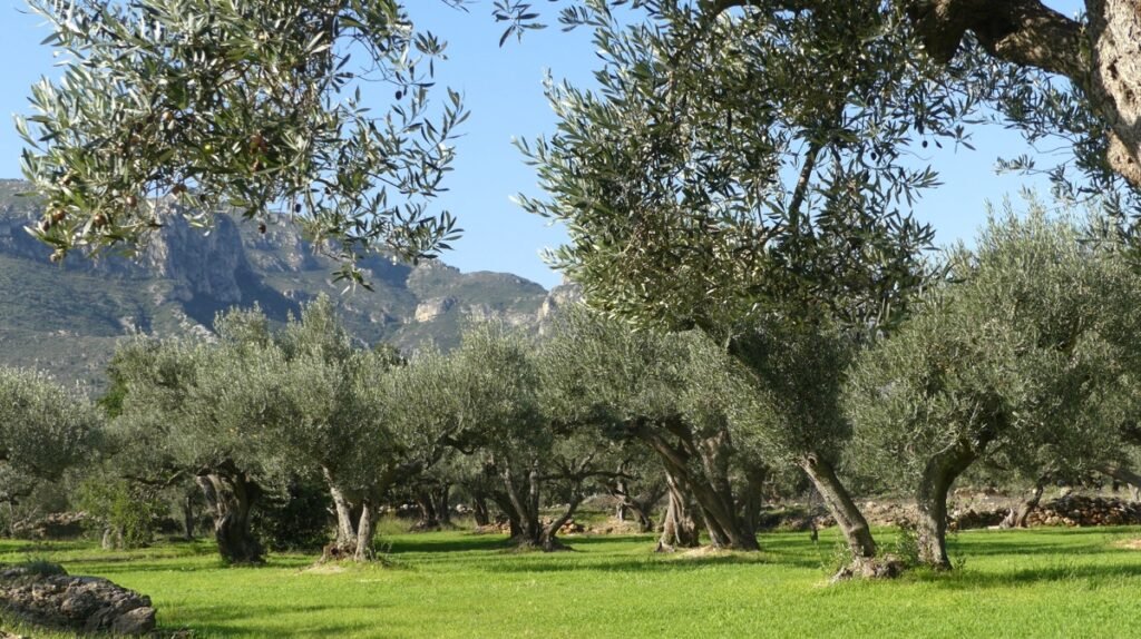 El olivar iluminada por el sol naciente, simbolizando el corazón que se acerca a la luz aunque aún cargue dudas.