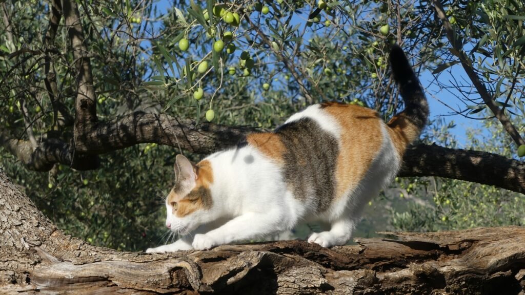 Gato sobre un olivo, imagen de honestidad sin apariencias.