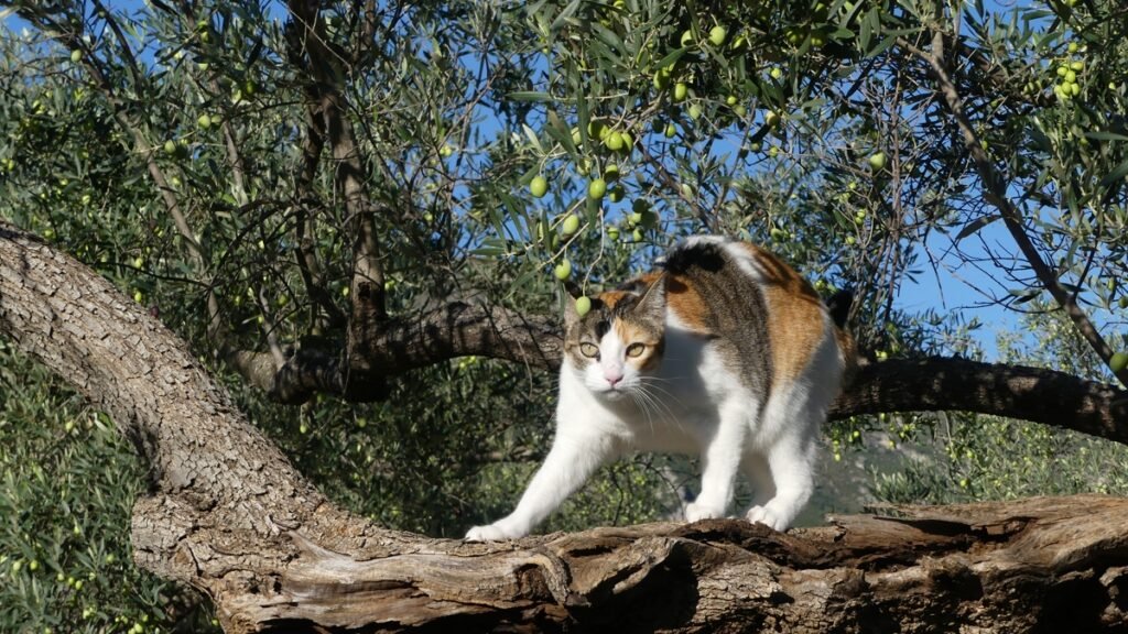 Matisse el gato sobre una rama de olivo, con una expresión cautelosa, simbolizando el momento de duda antes de avanzar; la rama representa el puente entre lo conocido y lo desconocido.