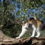 Matisse el gato sobre una rama de olivo, con una expresión cautelosa, simbolizando el momento de duda antes de avanzar; la rama representa el puente entre lo conocido y lo desconocido.