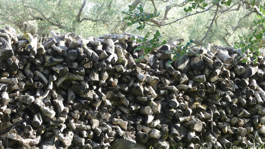 Pablo, el gato, camuflado entre las ramas de un olivo, casi invisible a primera vista, simbolizando cómo la verdad puede estar presente delante de nosotros sin ser reconocida.