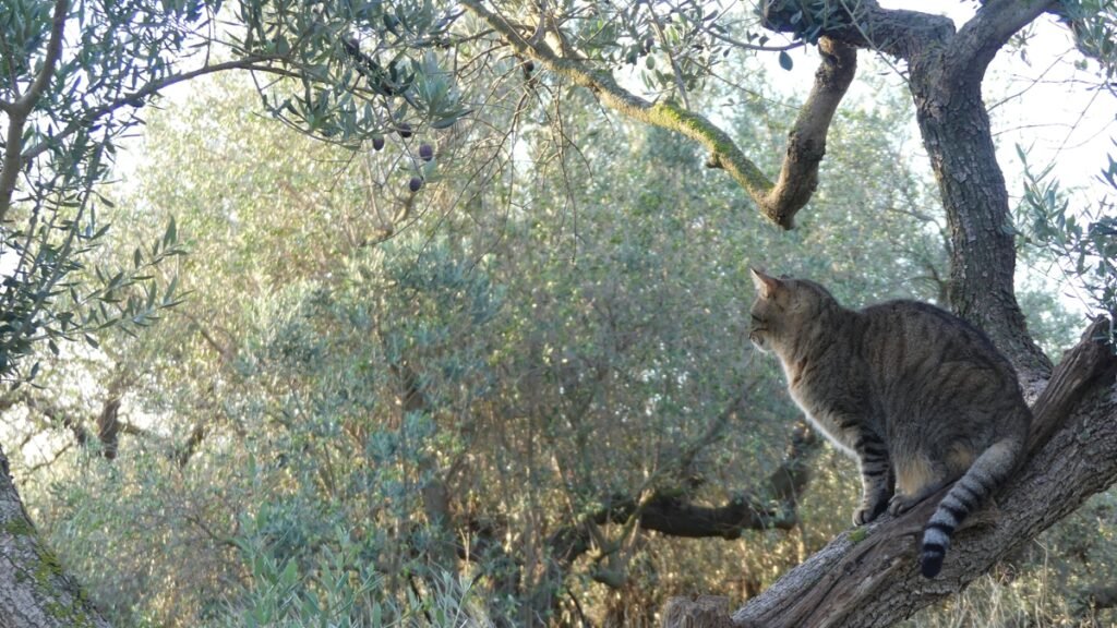 Pablo, el gato, sentado serenamente en una rama de olivo, observando el sol naciente con calma.