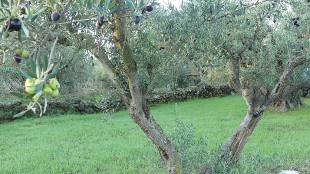 Pablo, el gato, camuflado entre las ramas de un olivo, casi invisible a primera vista, simbolizando cómo la verdad puede estar presente delante de nosotros sin ser reconocida.
