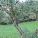 Pablo, el gato, camuflado entre las ramas de un olivo, casi invisible a primera vista, simbolizando cómo la verdad puede estar presente delante de nosotros sin ser reconocida.