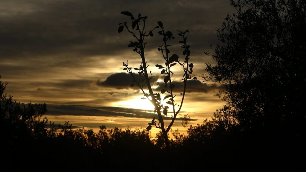 Sunlight breaking through dark clouds over an olive grove at dawn, symbolizing arrival, light emerging after waiting, and quiet hope.