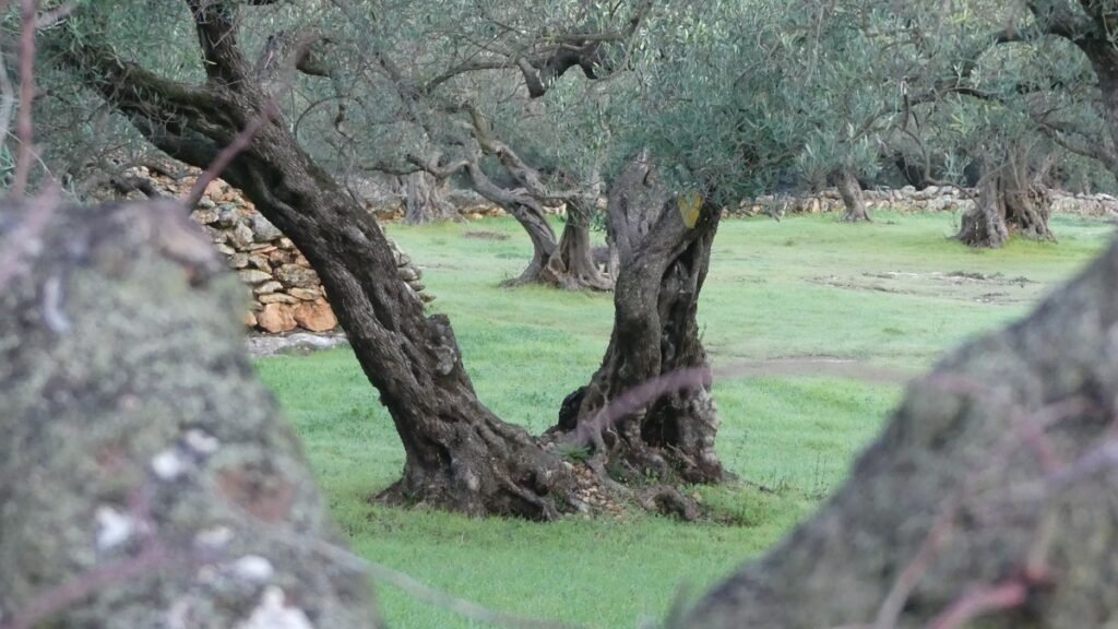 Ancient olive trees rooted in a quiet grove, their twisted trunks standing as a silent witness to time, faithfulness, and what has endured beyond human effort.