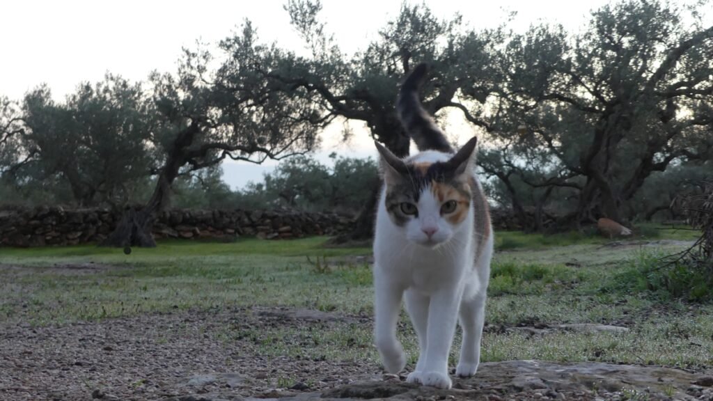 Matisse the cat walking confidently through an olive grove among ancient trees and stone walls, suggesting trust, calm presence, and the feeling of being guided rather than alone.