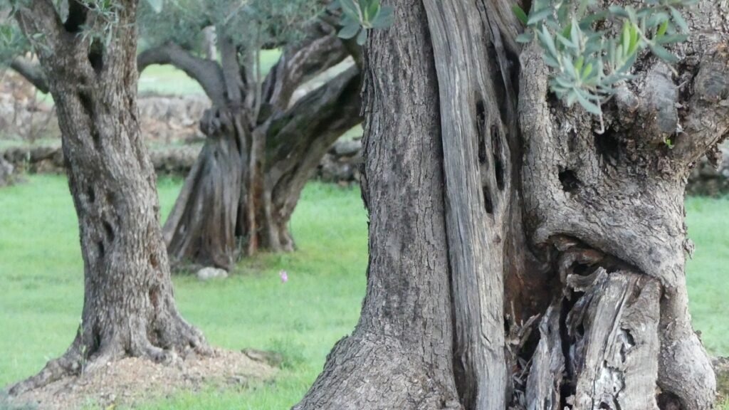 Primer plano de antiguos troncos de olivo, marcados por el tiempo, simbolizando el proceso interior de purificación y preparación silenciosa antes de que algo nuevo sea revelado.