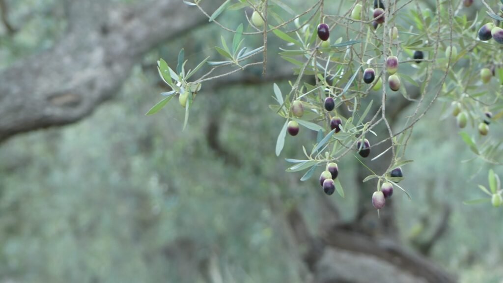 Rama de olivo con aceitunas en distintas etapas de maduración, con un fondo borroso, simbolizando cómo a veces solo vemos lo que tenemos delante y no percibimos el cambio que ya está ocurriendo.