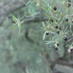 Rama de olivo con aceitunas en distintas etapas de maduración, con un fondo borroso, simbolizando cómo a veces solo vemos lo que tenemos delante y no percibimos el cambio que ya está ocurriendo.