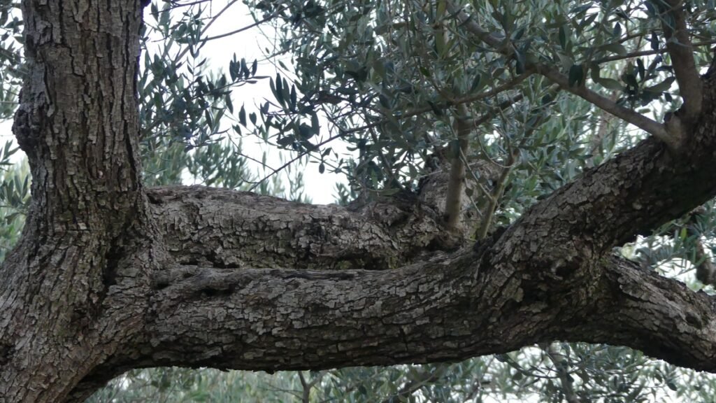 Ramas gruesas de un olivo entrelazadas de forma natural, representando cómo la vida se reorganiza poco a poco cuando Dios prepara el camino sin que la persona lo fuerce.