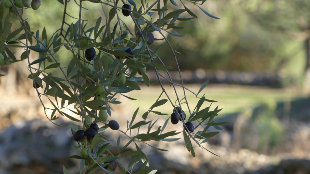 Rama de olivo con aceitunas maduras y verdes, iluminada suavemente, simbolizando la verdad que se revela y la dirección que se hace visible cuando la vida necesita un nuevo camino.