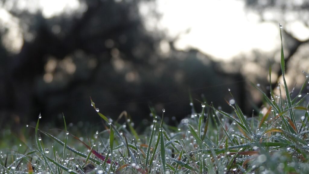 Rocío de la mañana sobre la hierba en el olivar, gotas de agua brillando suavemente al amanecer, evocando un momento de quietud y claridad antes de que comience el día.