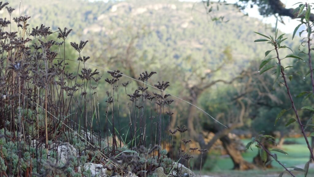 Suculentas silvestres que crecen entre las rocas en primer plano, frente al olivar y las montañas difuminadas, una escena serena que muestra belleza incluso en lo quebrado.