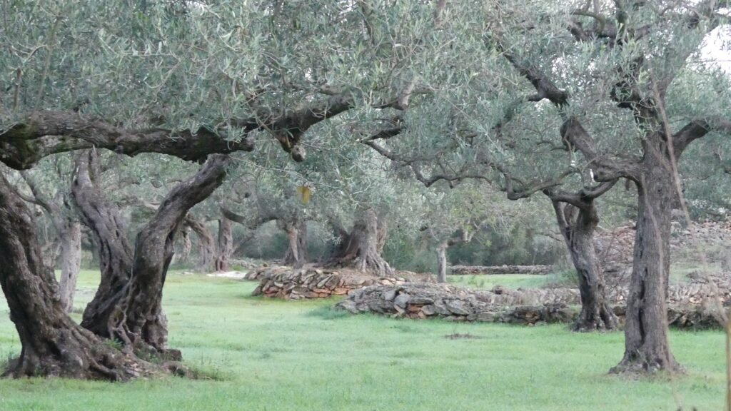 Un sendero apenas visible entre antiguos olivos, con sus troncos retorcidos formando un espacio abierto, simbolizando el camino que se prepara en silencio antes de ser recorrido.