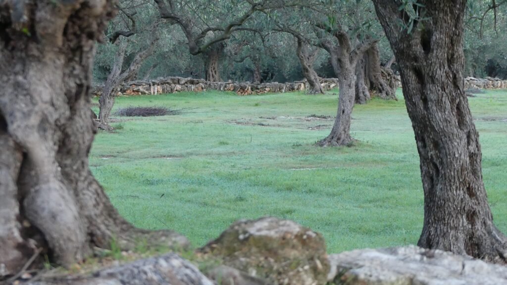 Vista amplia del olivar con un claro abierto entre los árboles, evocando el espacio interior que aparece cuando lo que ya no pertenece comienza a soltarse y todo empieza a encajar.